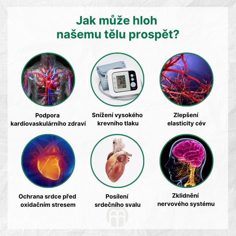 Jak může hloh našemu tělu prospět
